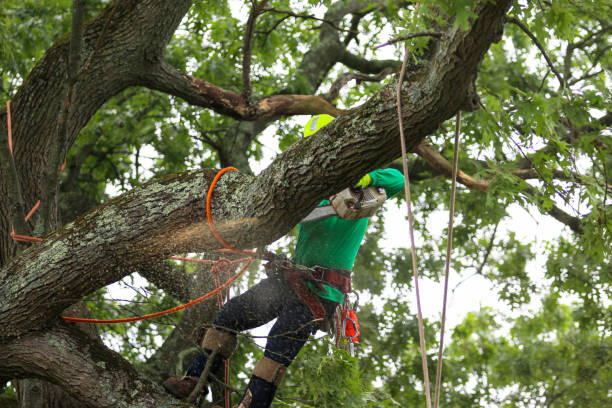 Best Lawn Renovation and Restoration  in Missouri City, TX