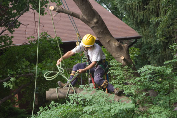 How Our Tree Care Process Works  in  Missouri City, TX