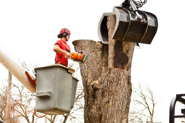 Best Stump Grinding and Removal  in Missouri City, TX